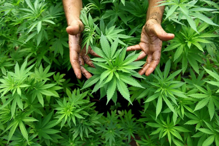 growing-cannabis_1448601807
